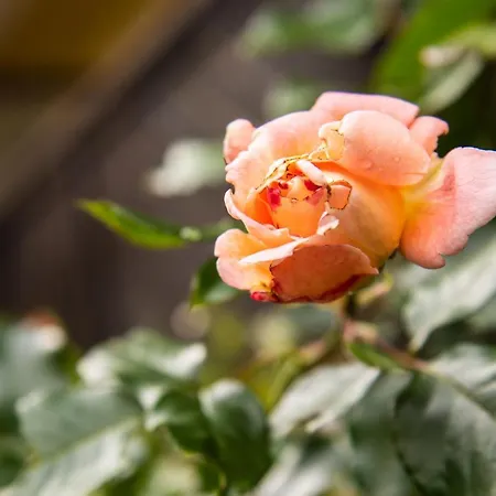 Parkhotel Zur Klause Отель Бад-Халль