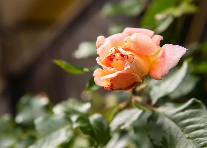 Parkhotel Zur Klause Otel Bad Hall